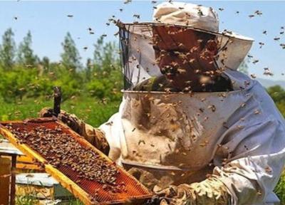 برداشت 1200 تن عسل از زنبورستان های خنج
