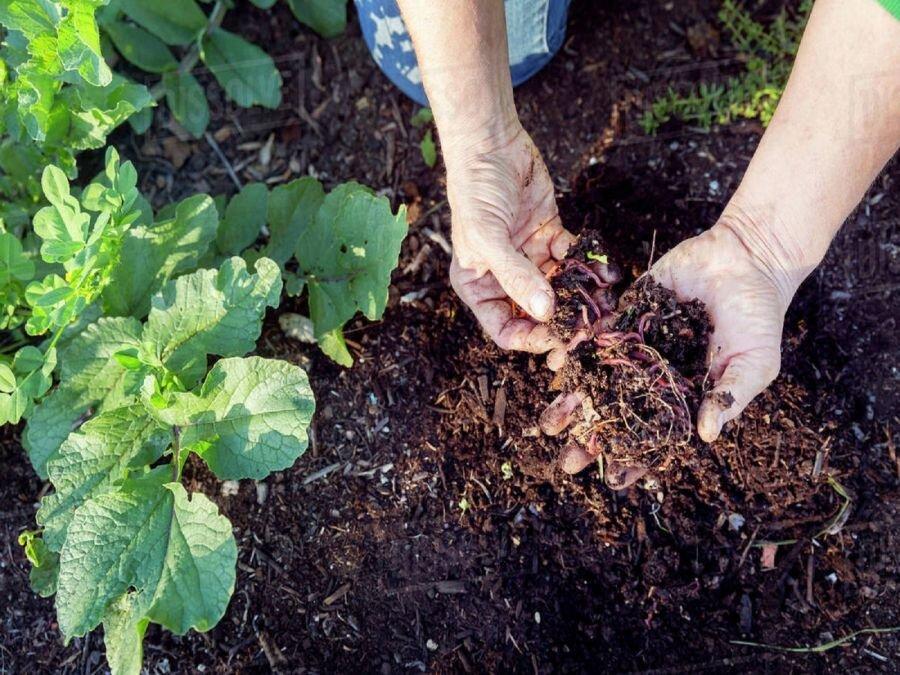 چگونه کود خانگی درست کنیم؟