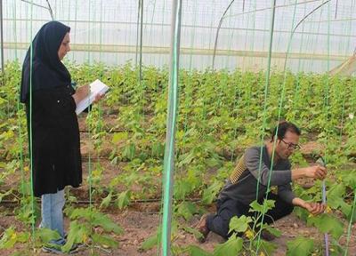 موفقیت محققان ایران در افزایش عملکرد صیفیجات و کاهش سموم با باکتری محرک رشد