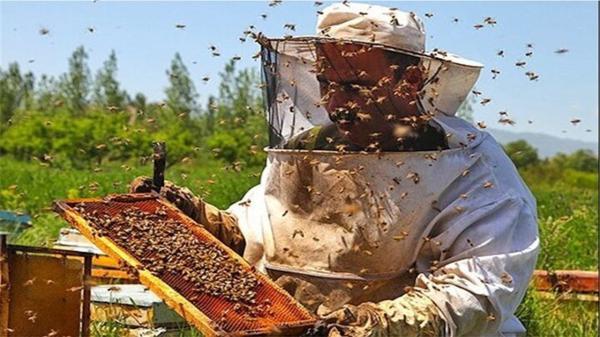 برداشت 1200 تن عسل از زنبورستان های خنج